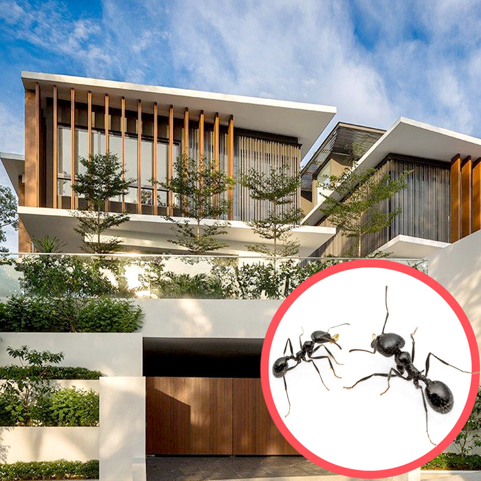 Ants Singapore Bungalow 3 Storeys