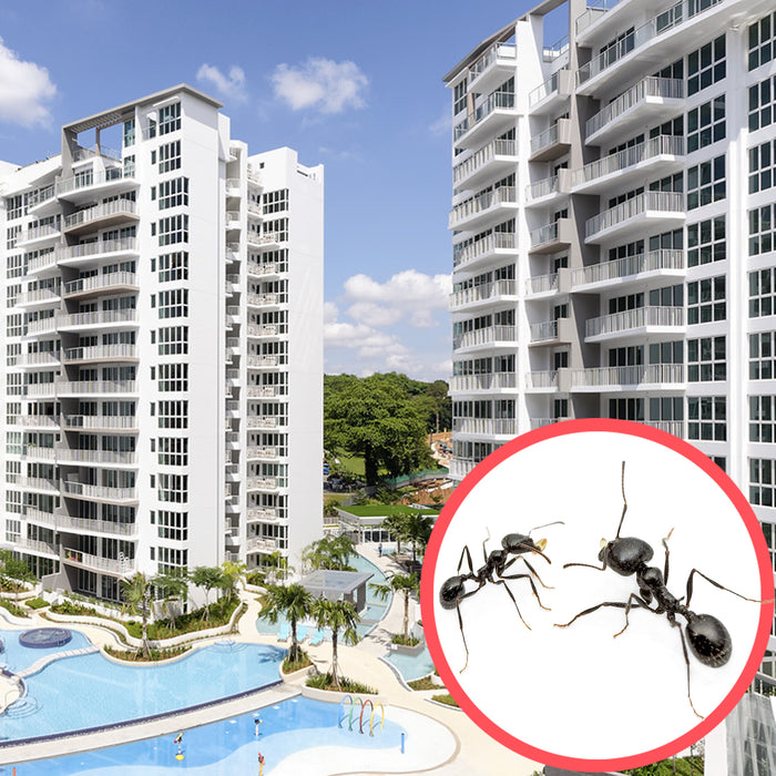 Ants Singapore Condo