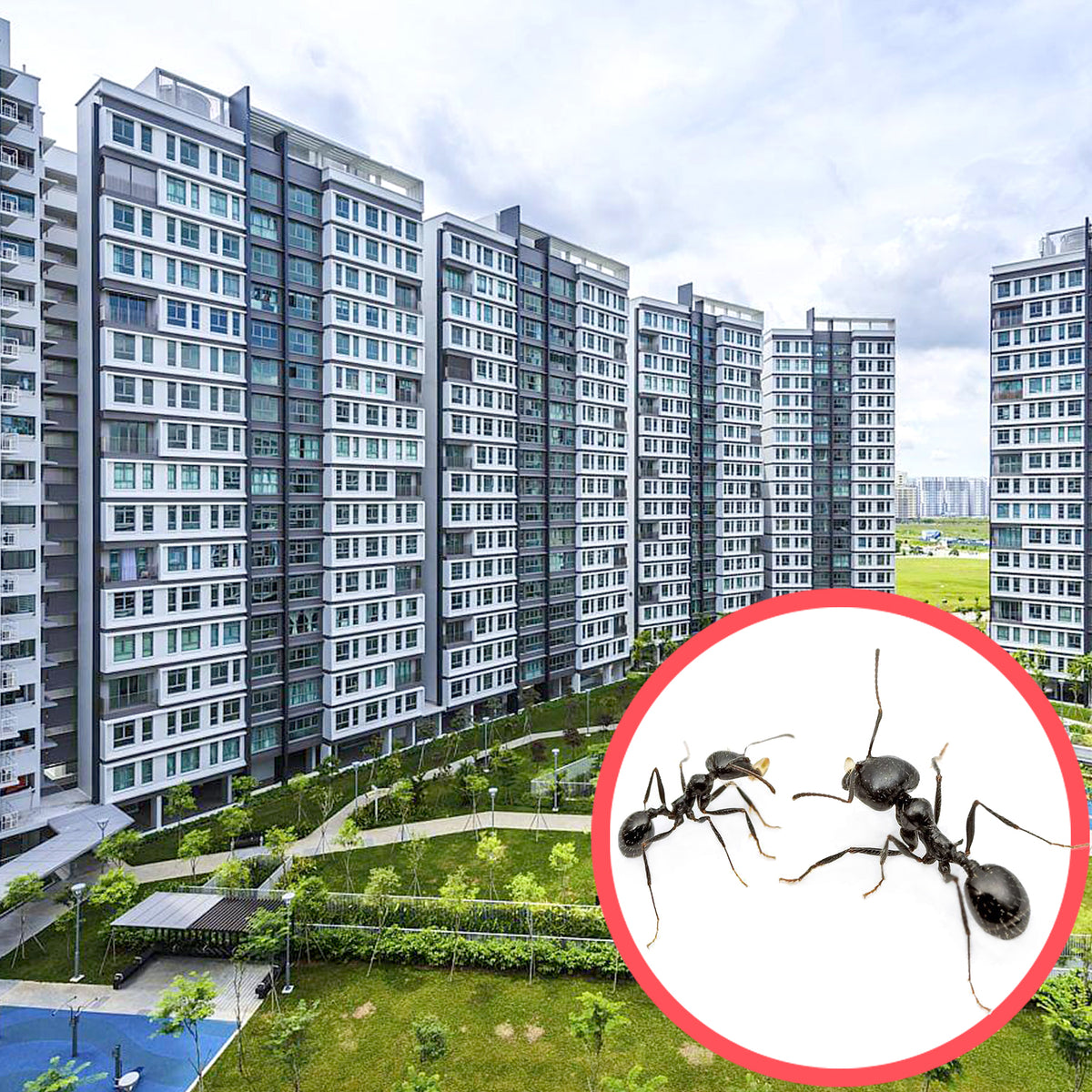 Ants HDB Pest Control Service Protect Pest Control