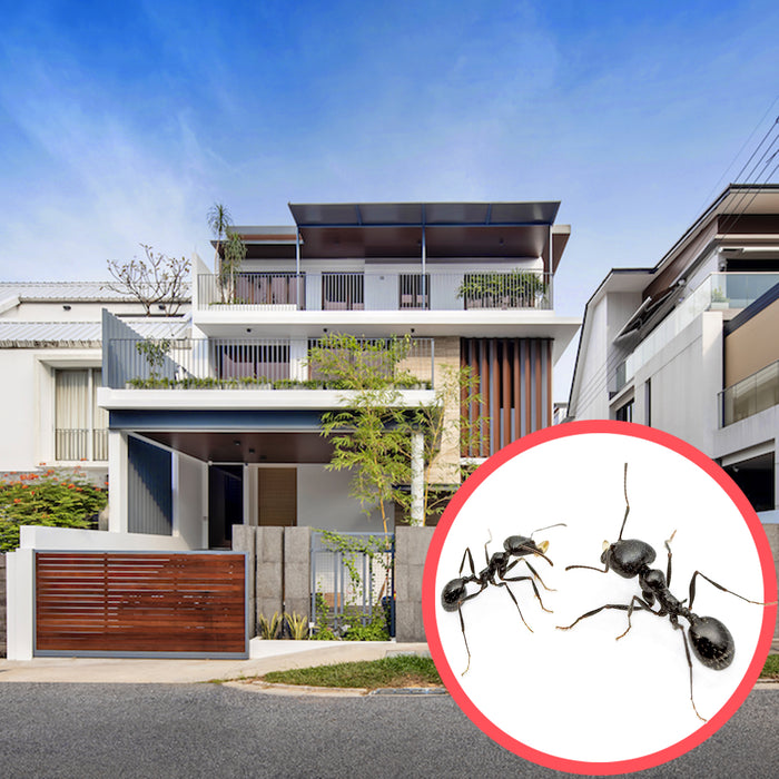 Ants Singapore Semi D 3 Storeys
