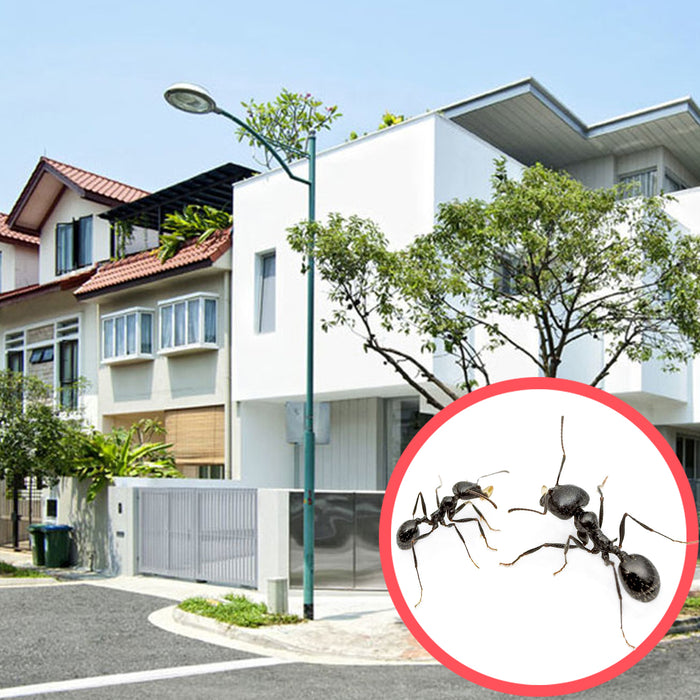 Ants Singapore Terrace 3 Storeys