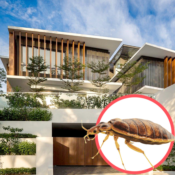Bed Bugs Singapore Bungalow 2 Storeys