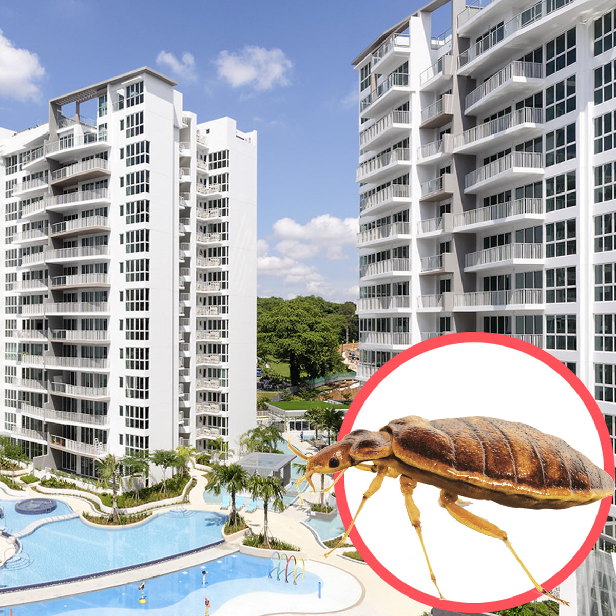 Bed Bugs Removal Condo Pest Control Service Protect Pest Control
