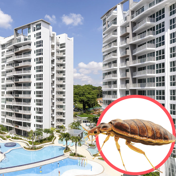 Bed Bugs Singapore Condo
