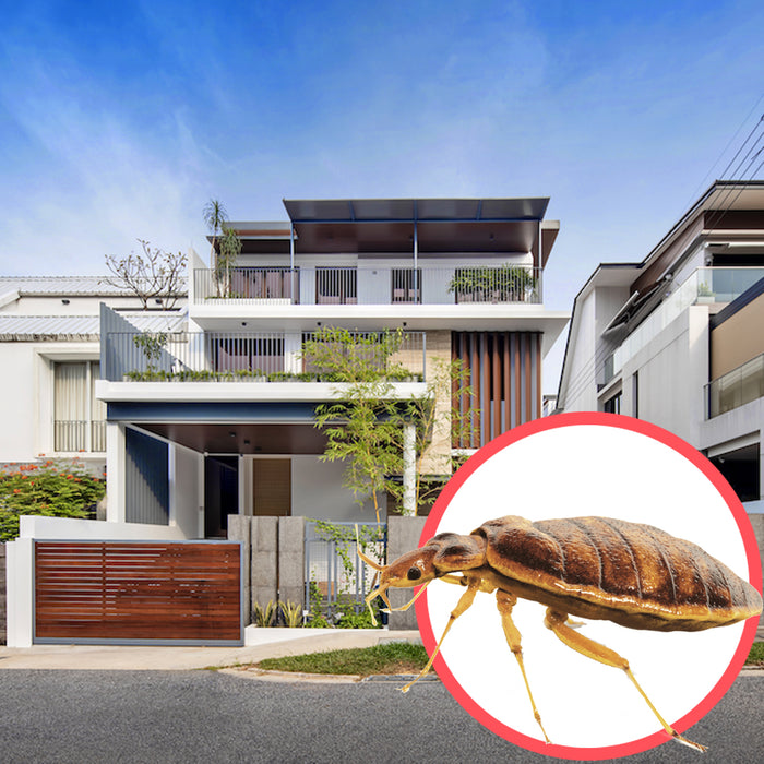 Bed Bugs Singapore Semi D 3 Storeys