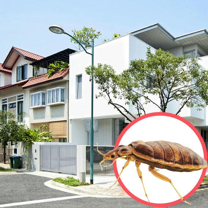 Bed Bugs Singapore Terrace 3 Storeys