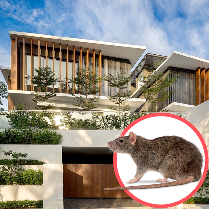 Rodents Singapore Bungalow 2 Storeys