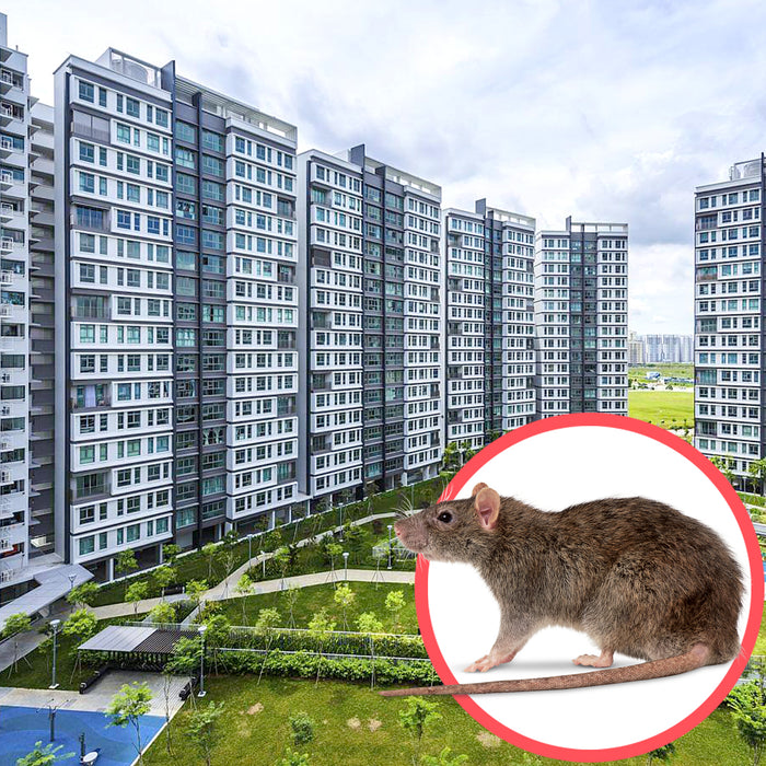Rodents Singapore HDB