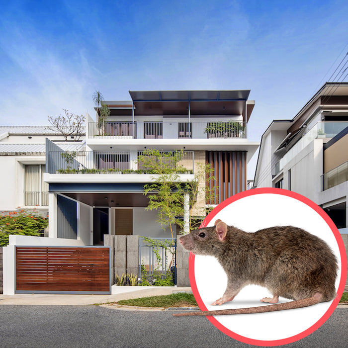 Rodents Singapore Semi D 1 Storey