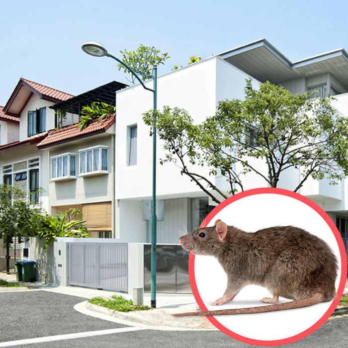 Rodents Singapore Terrace 1 Storey