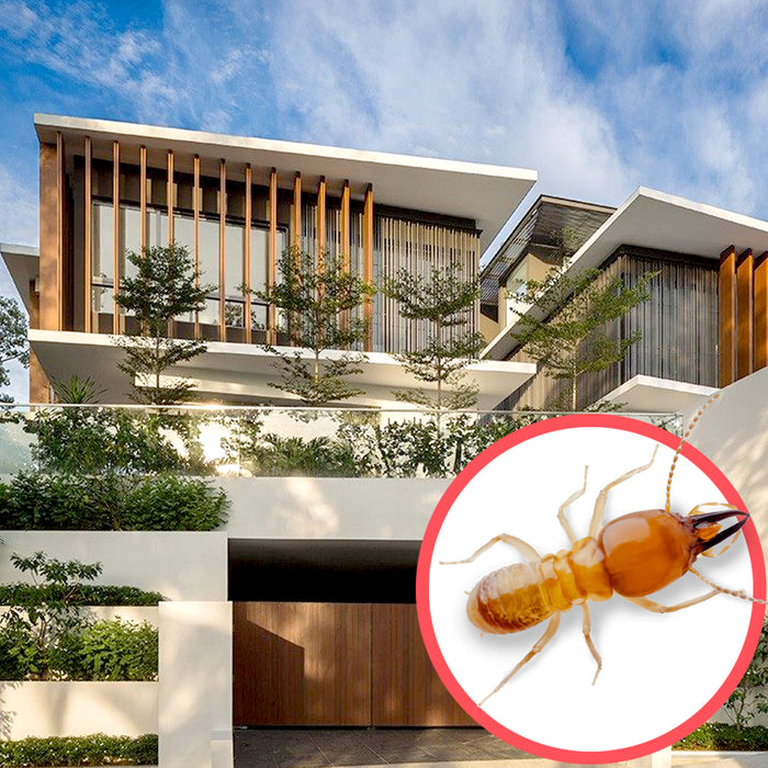Termites Singapore Bungalow 3 Storeys