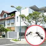 Ants Terrace (2 Storeys) - Pest Control Service