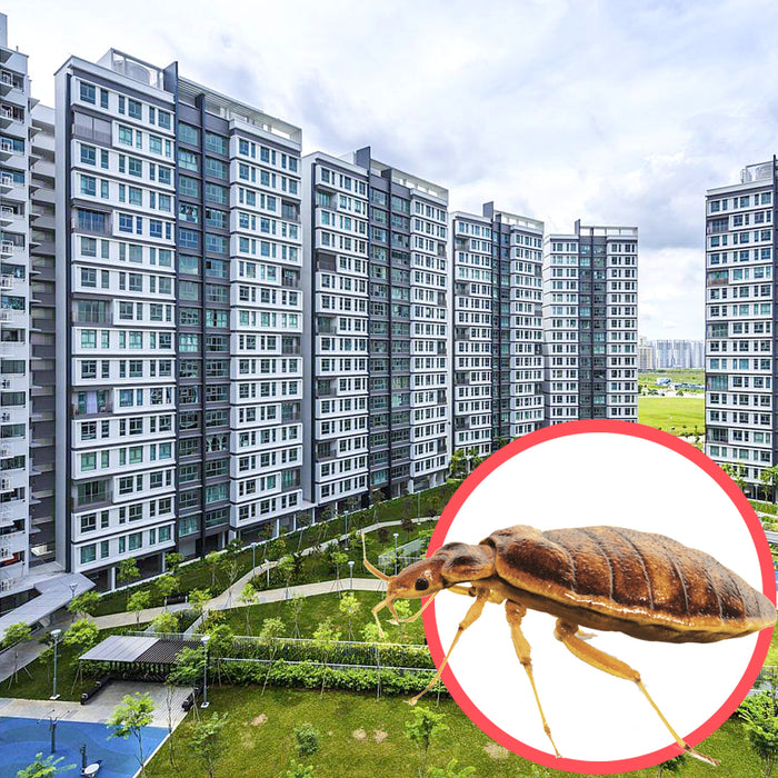 Bed Bugs Singapore HDB 3 Room