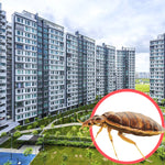 Bed Bugs Singapore HDB 4 Room
