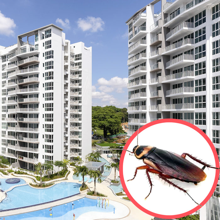 Cockroaches Singapore Condo