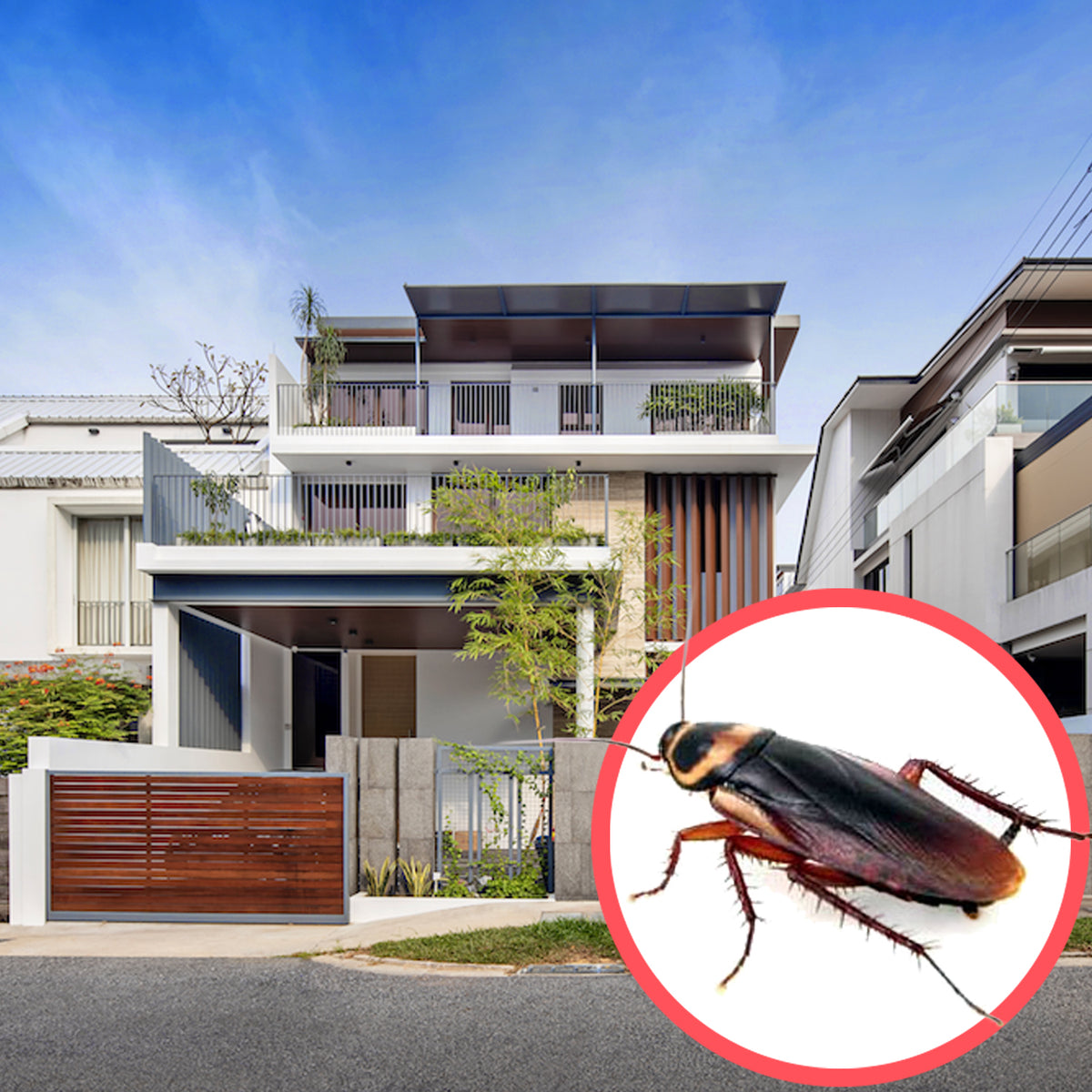 Cockroaches Semi-D (3 Storeys) - Pest Control Service – Protect Pest ...