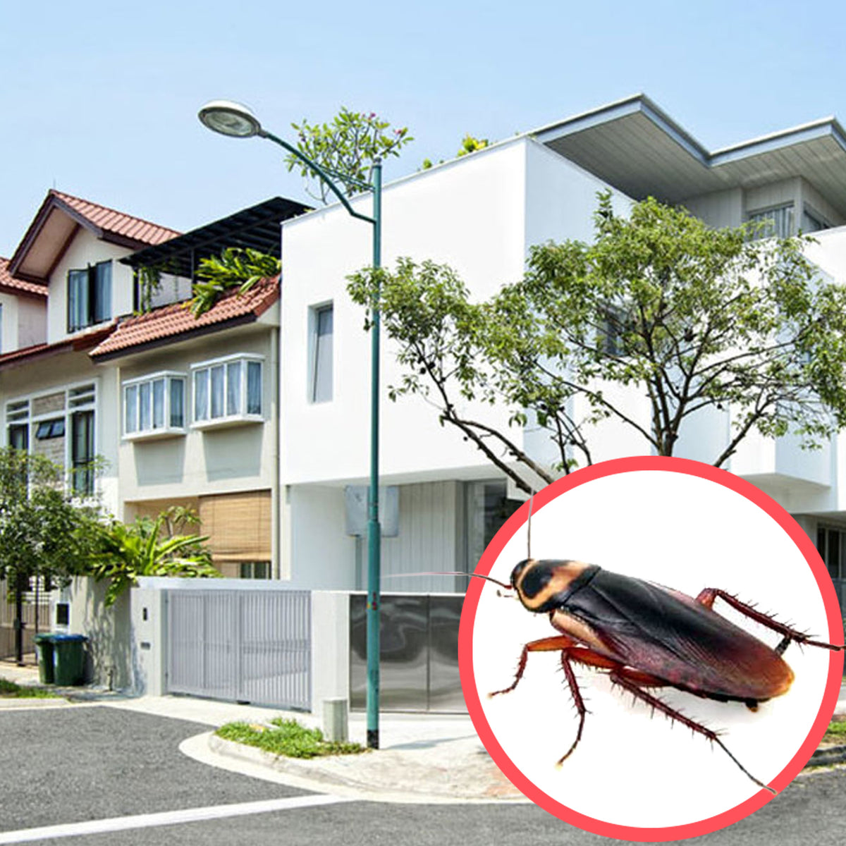Cockroaches Terrace (2 Storeys) - Pest Control Service – Protect Pest ...