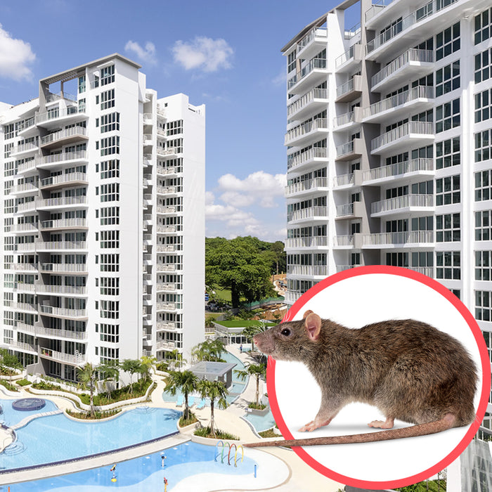 Rodents Singapore Condo