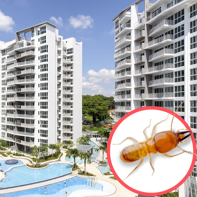 Termites Singapore Condo