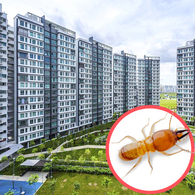 Termites Singapore HDB