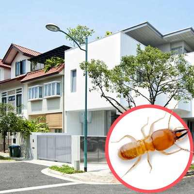 Termites Singapore Terrace 1 Storey