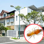 Termites Singapore Terrace 2 Storeys
