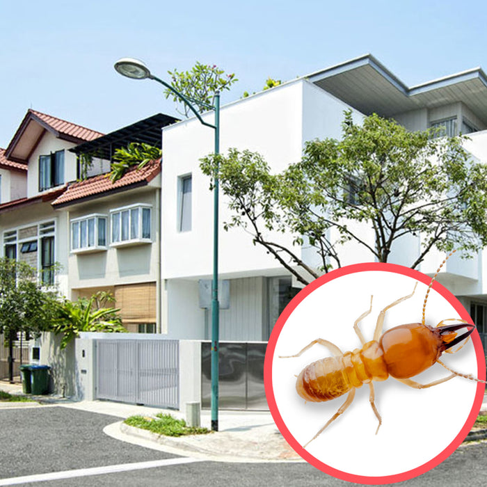 Termites Singapore Terrace 2 Storeys